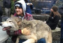 This Wildlife Sanctuary Will Let You Pet Wolves!