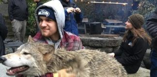 This Wildlife Sanctuary Will Let You Pet Wolves!