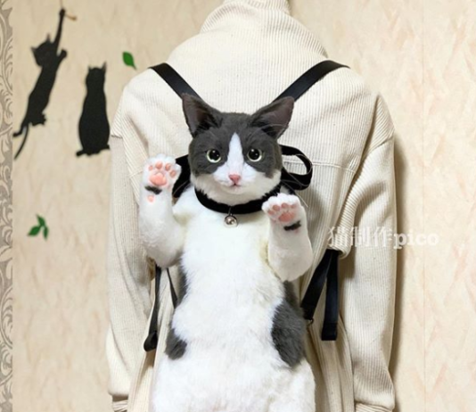 Every Cat Owner Will Love These Hyperrealistic Hand-Made Cat Bags