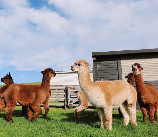 This Quirky Café in Taiwan is Paradise for Alpaca Lovers