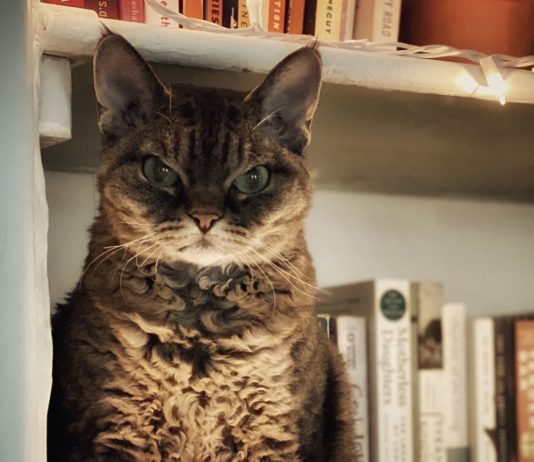 This Cat Has a Resting Grumpy Face and It’s Adorable