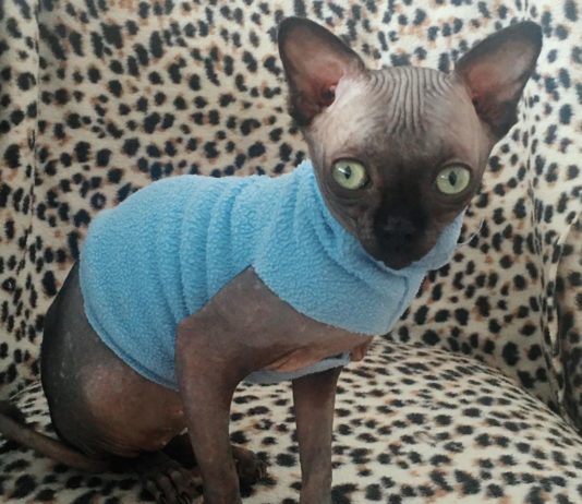 This Kitten Looks Like a Bat and It’s Adorable