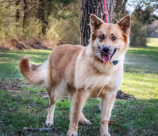 BFDR Helps Big Fluffly Dogs Find Their Forever Home