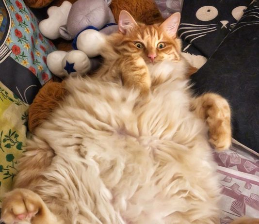 This Cat’s Life is Better Than Yours