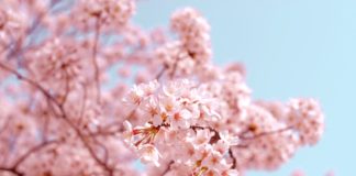 These Magical Sakura Sake Cups Are Must-Have