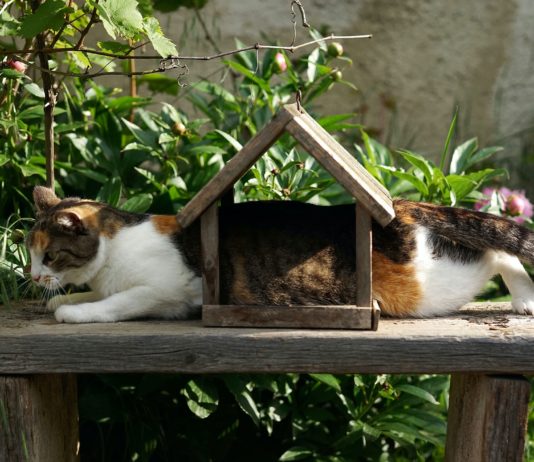 Has Your Cat Ever Committed Any of These Hilarious Non-Cat-Like Crimes?