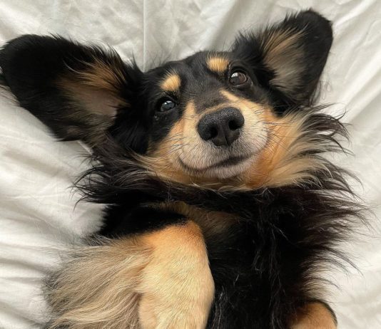 Petting Corner: Meet Winston the Miniature Dachshund