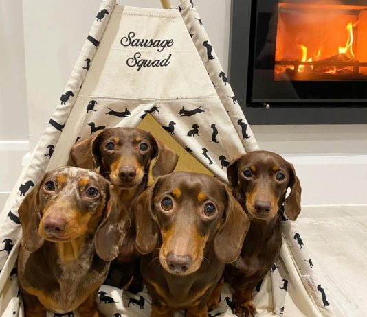 These Sausage Dogs are Actual Squad Goals