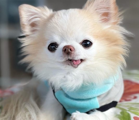 Cedric the Chihuahua is Too Pure for This World