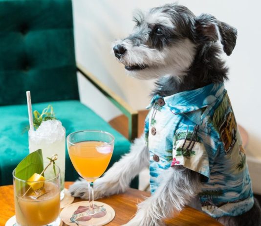 Remix the Dog is a Superstar in the Making