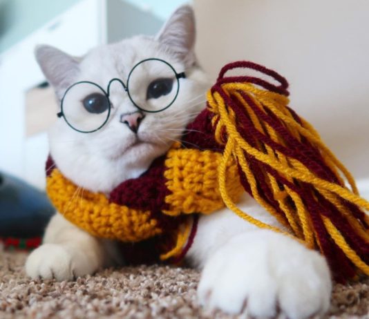 White Coffee Cat Will Melt Your Heart