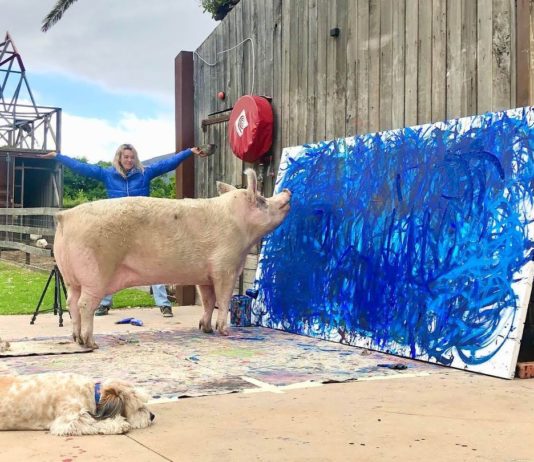 This Adorable Rescue Pig is an Aspiring Artist