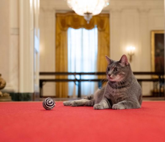 Adorable Grey Tabby Cat Willow is the New Resident of the White House