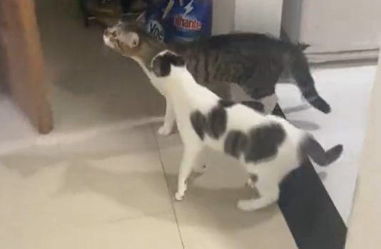 Man Picks Up His Cat From the Street to Take it Home, He Finds Out it is Already There