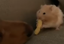 Dog Steals a Cheeto From a Hamster in This Hilarious Video