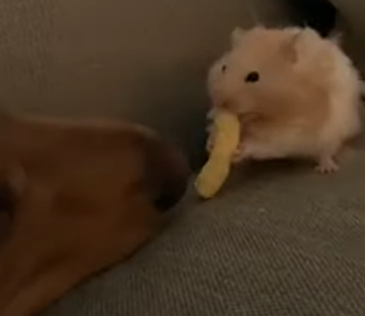 Dog Steals a Cheeto From a Hamster in This Hilarious Video