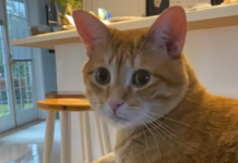 Cat Owner Pranks His Cat in the Most Hilarious Way