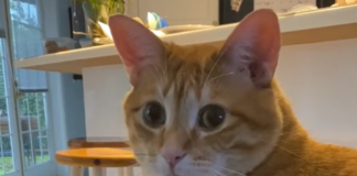 Cat Owner Pranks His Cat in the Most Hilarious Way