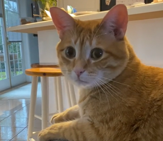 Cat Owner Pranks His Cat in the Most Hilarious Way