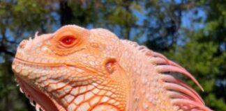 Meet Tamerlan, Albino Super Crimson Iguana Who Looks Just Like a Dragon