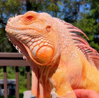 Meet Tamerlan, Albino Super Crimson Iguana Who Looks Just Like a Dragon