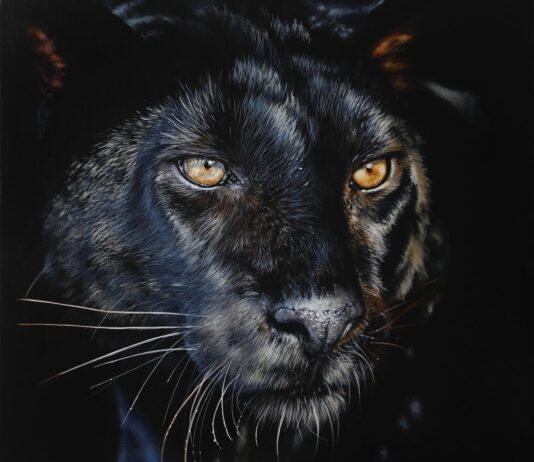 Carla Grace Creates Astonishing Hyper-Realistic Paintings of Wildlife