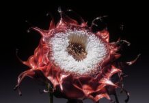 Real-Life Flora Inspires Surreal Flower Hybrids in Digital Works of Hannes Hummel