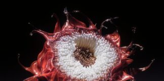 Real-Life Flora Inspires Surreal Flower Hybrids in Digital Works of Hannes Hummel