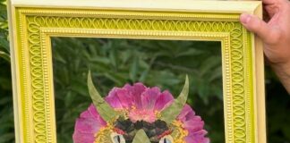 Big Bloom Energy Can Make Anything with Pressed Flowers