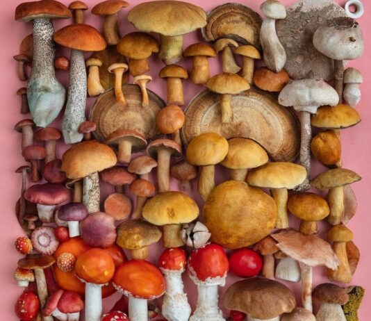 Moritz Schmid’s Art is an Ode to the Magical World of Mushrooms