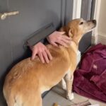 Internet is Amazed with the Way This Mailman Greets a Dog Every Morning