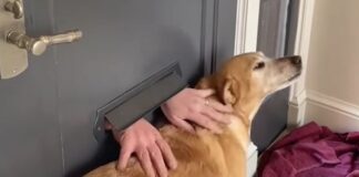 Internet is Amazed with the Way This Mailman Greets a Dog Every Morning