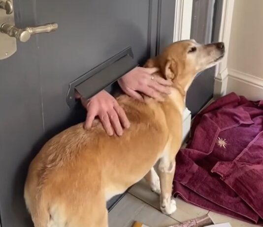 Internet is Amazed with the Way This Mailman Greets a Dog Every Morning