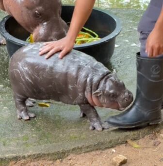 Meet Moo Deng, Everyone’s Favorite Baby Hippo