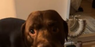 Funny Video Shows Dog Delivering Popcorn Bag for a Treat and Then Stealing It
