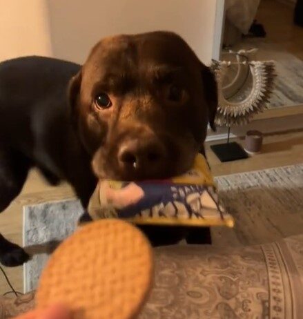 Funny Video Shows Dog Delivering Popcorn Bag for a Treat and Then Stealing It