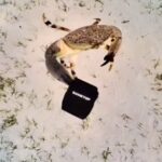 Viral Video Shows Crab Stealing a Camera from a Diver and Recording a Vlog
