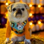 Gidget the Pug is a Champion Surfer