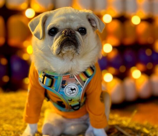 Gidget the Pug is a Champion Surfer