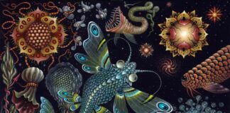 Robert Steven Connett’s Intricate Art Celebrates the Weird Side of Nature