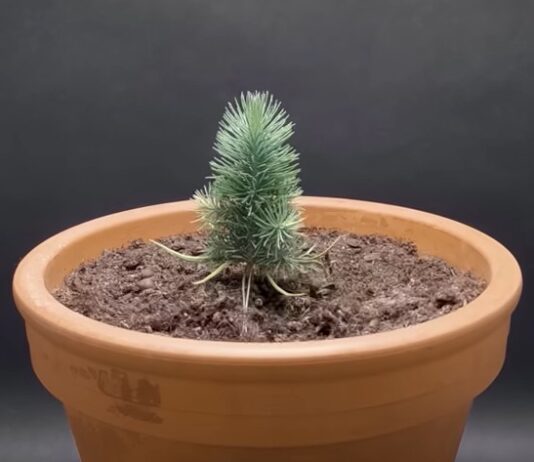 Watch a Pinecone Growing into a Pine Tree in Under 2 Minutes