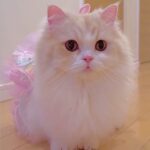 Adorable Kitty Fukujin Gives “Catwalking” a Brand-New Meaning