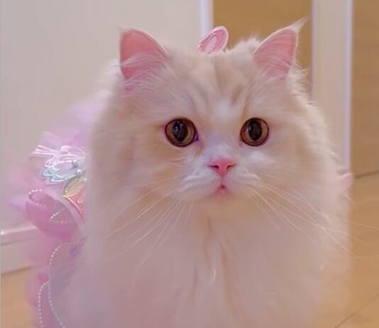 Adorable Kitty Fukujin Gives “Catwalking” a Brand-New Meaning