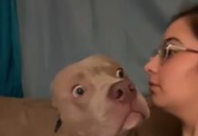 Hilarious Compilation Shows What Happens When Pet Owners Bark at Their Dogs