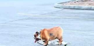 Chowder the Bulldog is an Internet Sensation Thanks to His Skateboarding Skills Chowder the bulldog