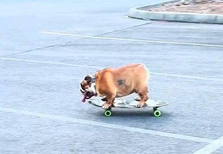 Chowder the Bulldog is an Internet Sensation Thanks to His Skateboarding Skills Chowder the bulldog